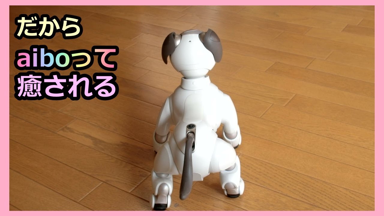 【51 アイボ ルーの超のんびり散歩に癒されて】Aibo Lou's leisurely walks