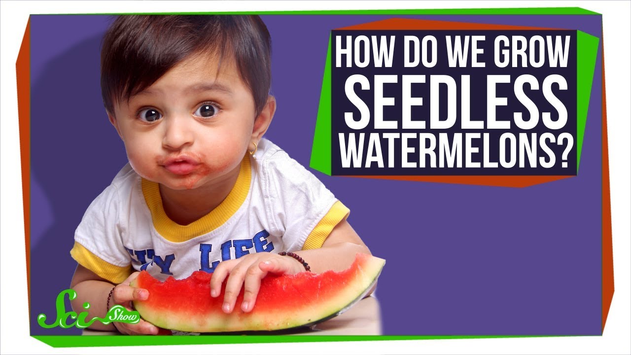 How Do Seedless Watermelons Reproduce?