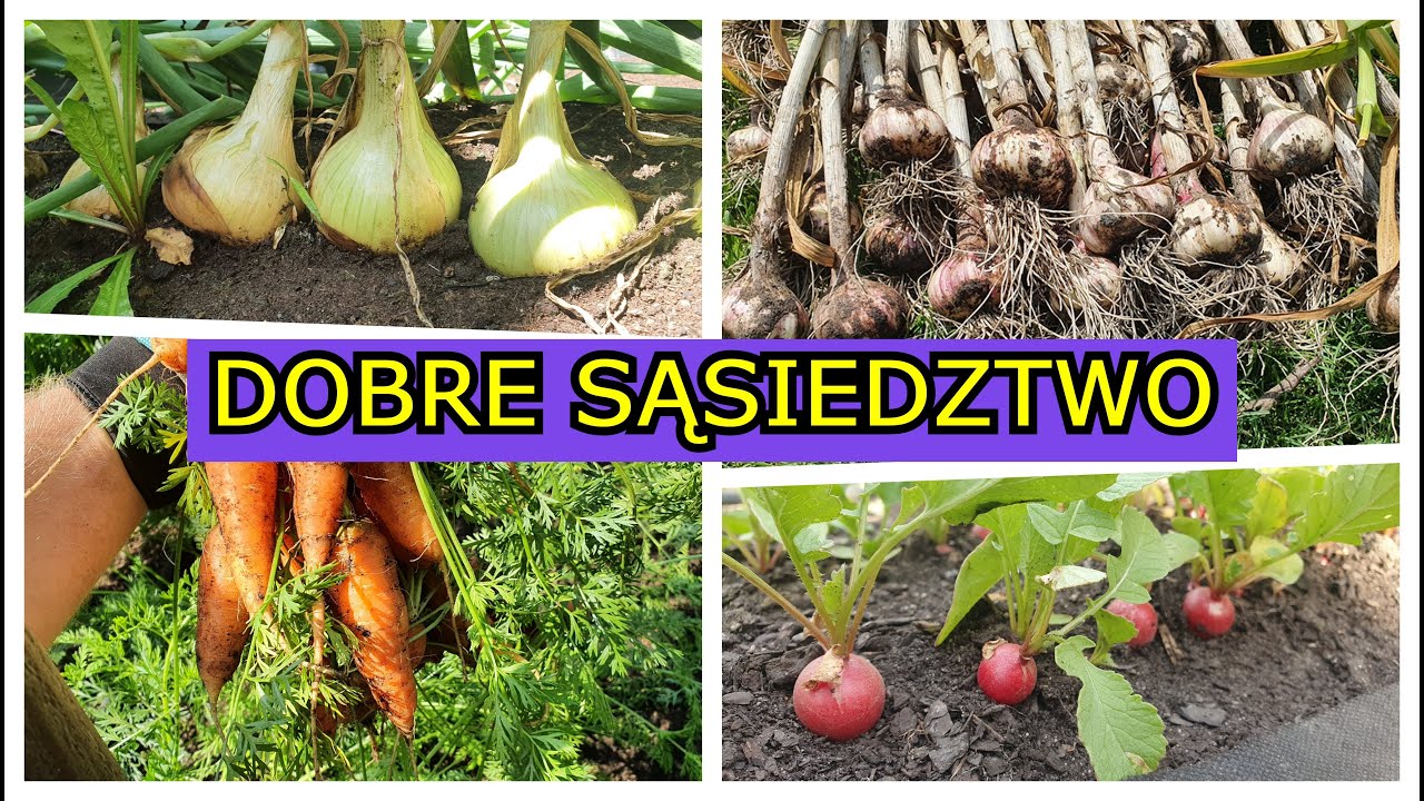 Uprawiaj te Warzywa OBOK INNYCH. Dobre Sąsiedztwo Warzyw.