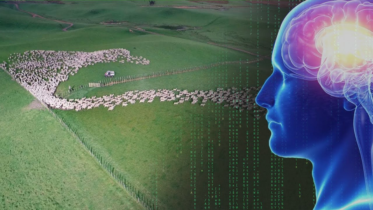 A.I. Learns to HERD SHEEP