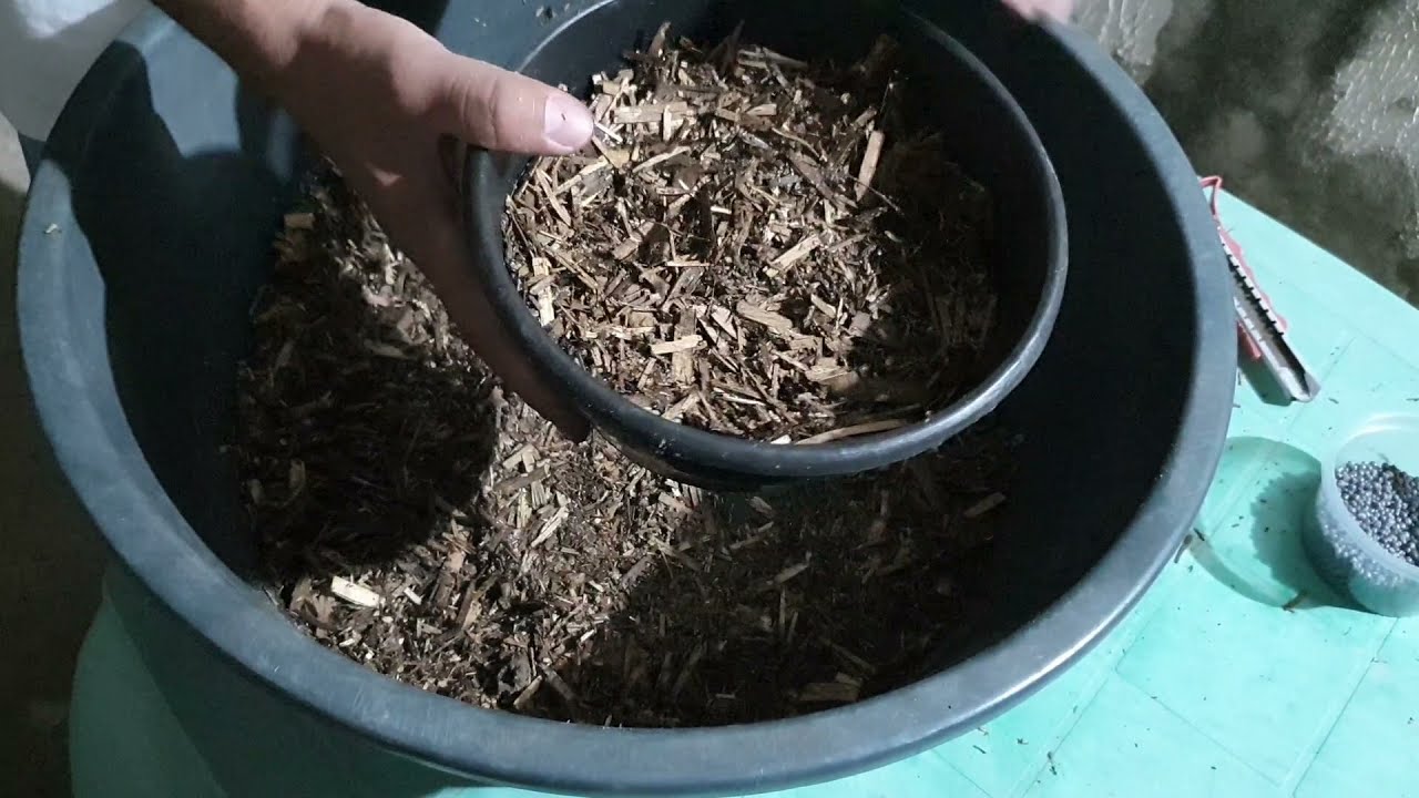 Como utilizar o PHUSION nas Rosas do Deserto