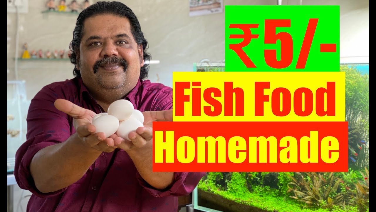 5 ₹ Fish Food for all Aquarium Fish | HOW to make and Feed Steamed Egg in Fish Tank | Homemade DIY