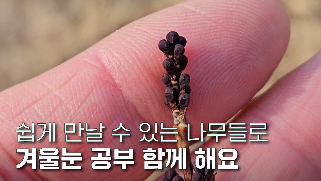 EP.139 | 겨울눈의 종류 | 인아 은아 잠아 | 꽃눈 잎눈 복합눈 원기