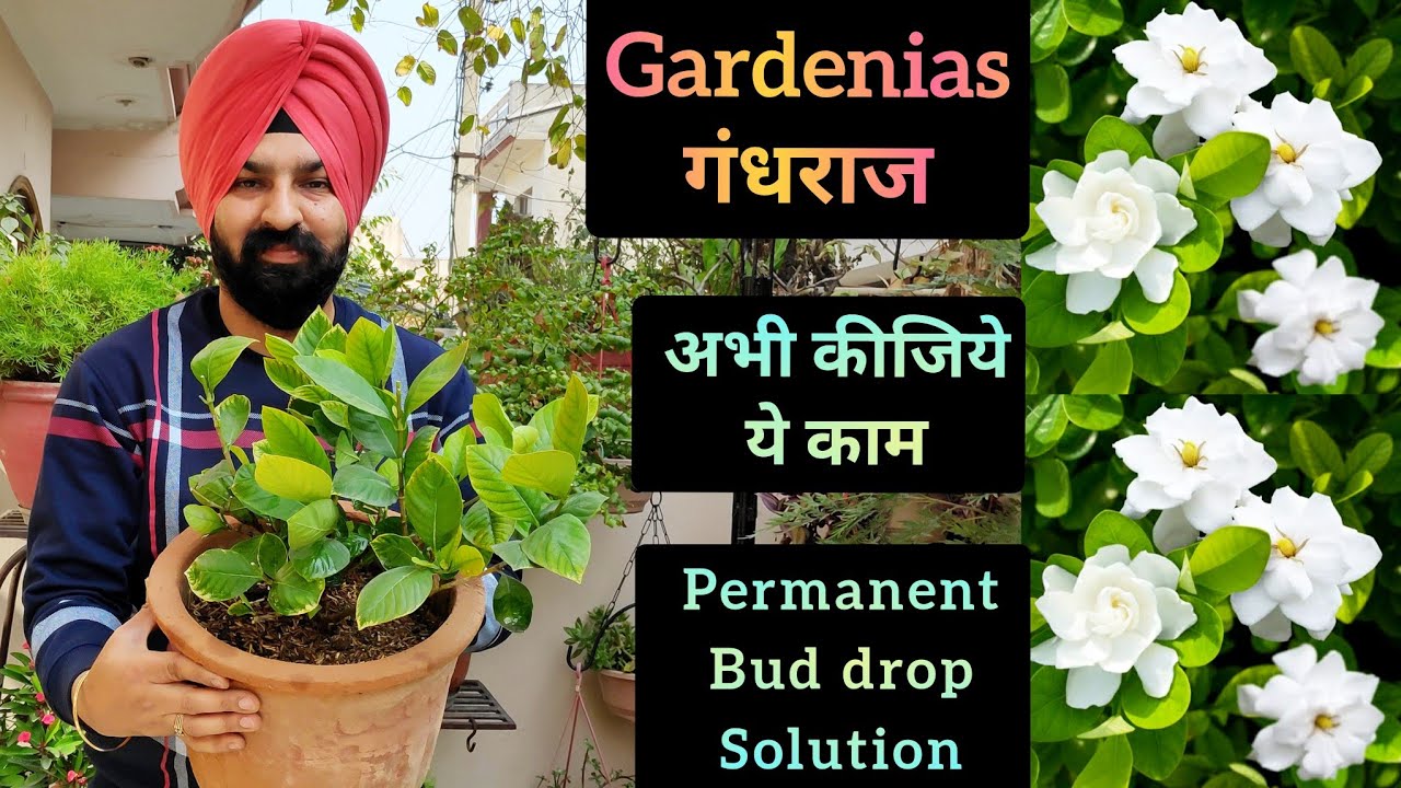Gardenia plant care fertilizer, Gardenia Permanent bud drop solution, अभी कीजिये गंधराज पर ये एक काम