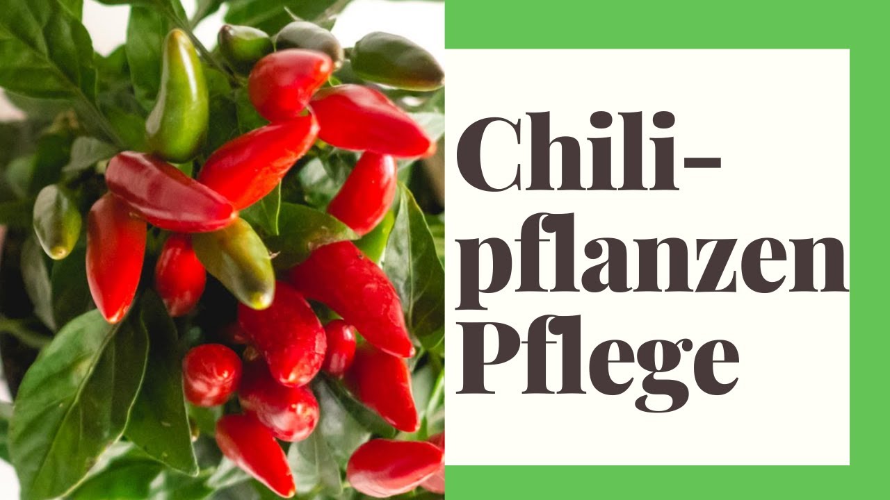 Chilipflanze Pflege: So trägt die Pflanze GARANTIERT Früchte