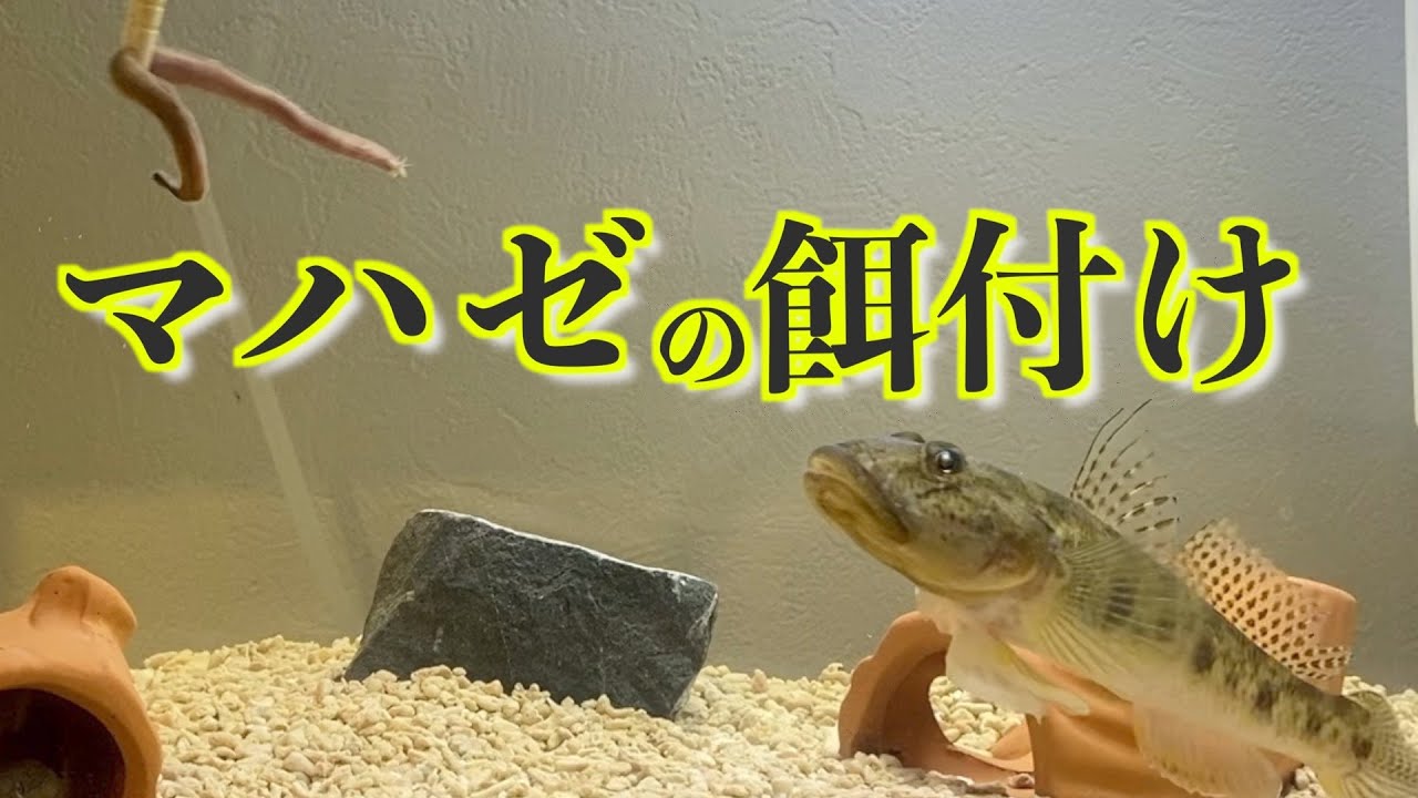 【観賞用水槽】汽水域水槽のハゼに大好物アオイソメを上げてみた…《2021年4月2日》