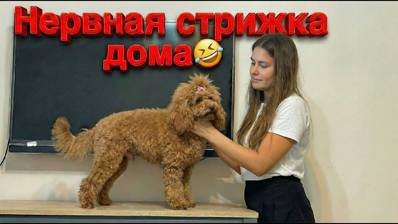 Стригу МАЛЬТИПУ дома | Чем отравилась в Турции? | Купила в АТБ хорошую книжку | кафе дома
