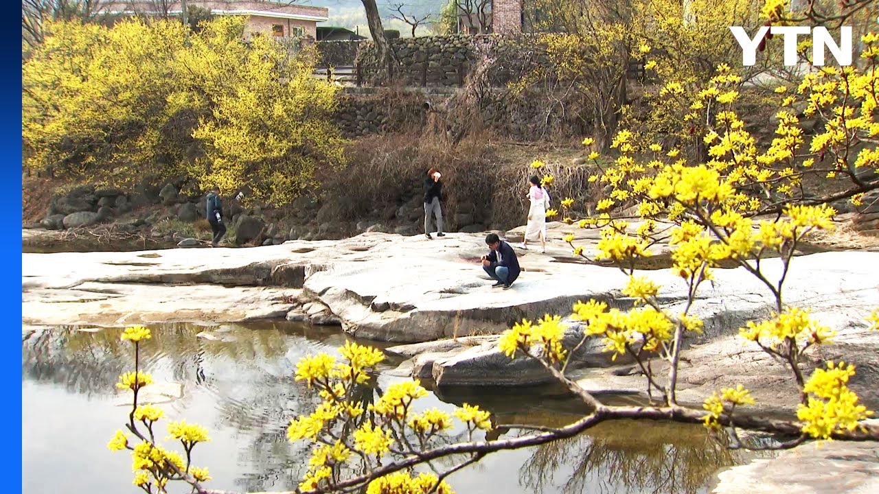 [날씨] 주말 고온 현상, 구례 26℃...산수유꽃 만발 / YTN