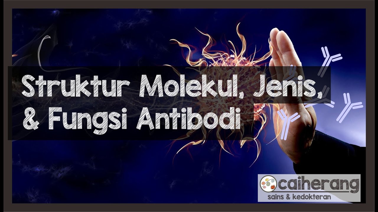 Struktur Molekul, Jenis, dan Fungsi dari Antibodi atau Imunoglobulin
