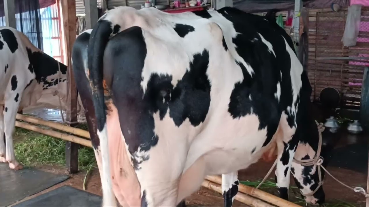 01703852115 খাদিজা ডেইরি ফার্ম থেকে ভালো মানের গাভী ক্রয়  করতে যোগাযোগ করুন। 