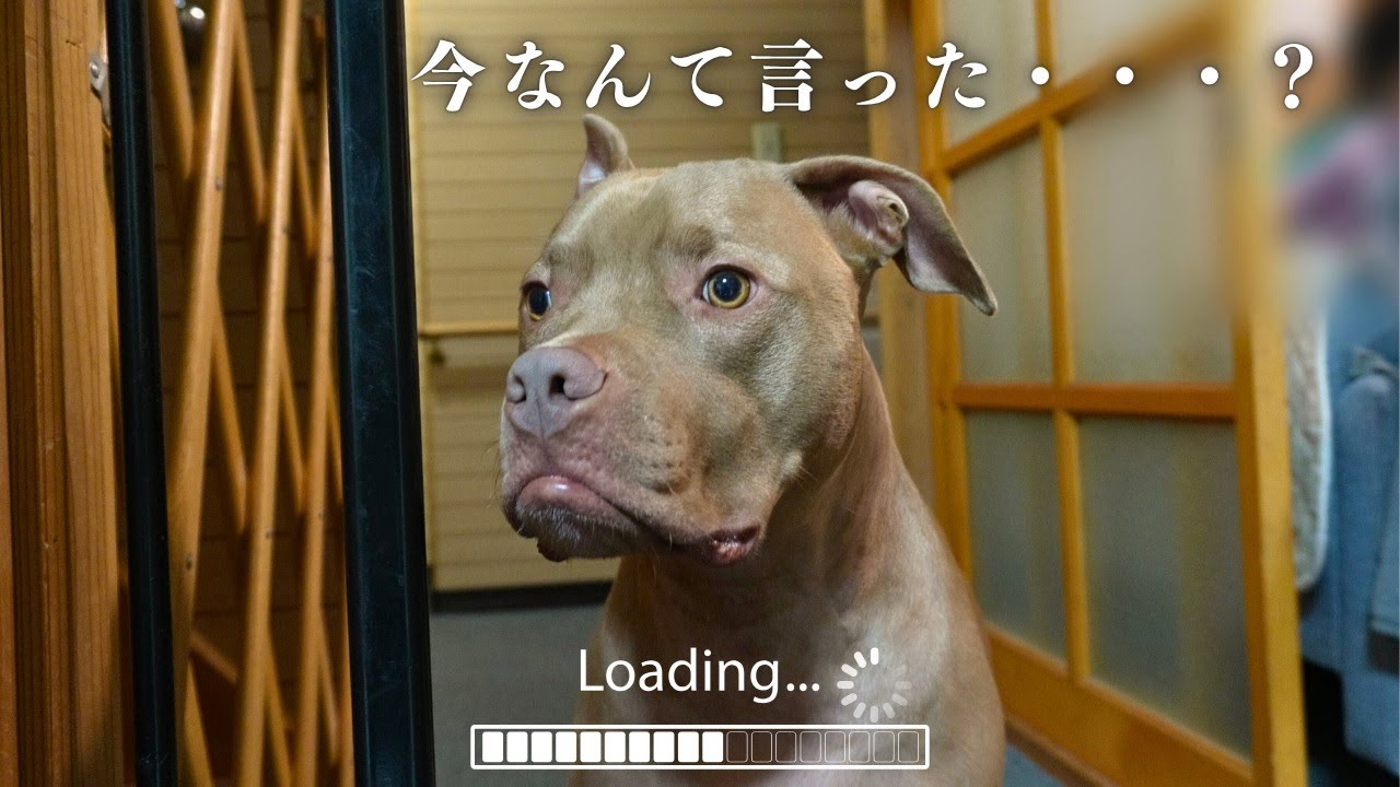 ピットブルにうっかり禁句を言ってしまった結果がこちらです…