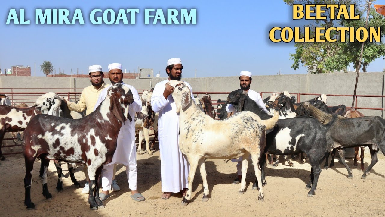 Big Beetal Goat's Full Height Wale At Al Mira Goat Farm