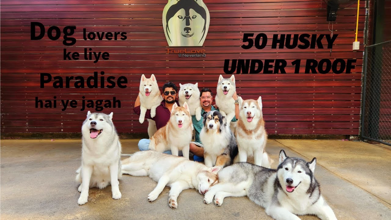 Husky cafe bangkok | COST?TIMING? Everything you should know  |