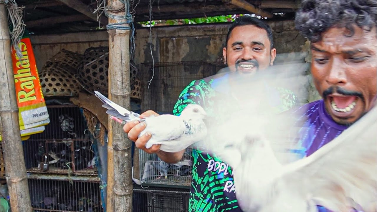 তোতা মিয়ার কবুতর গেলো। রাজশাহী কোর্ট বাজার