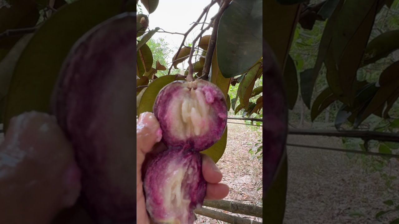 ផ្លែឈើ​ធម្មជាតិ​ ផ្លែ​ទឹក​ដោះ​ខ្មែរ​
