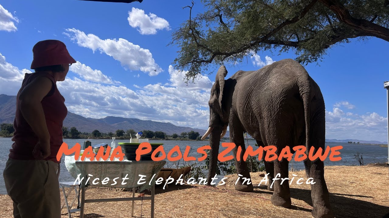 Mana Pools Trip - August 2023.  Meet some wonderful elephants on the banks of the Mighty Zambezi.