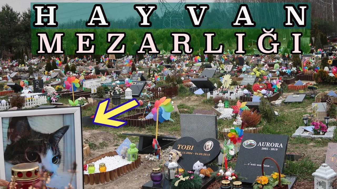Hayvan Mezarlığı Ve 2 Türk Kedisinin Mezarı | Varşova 🐕🐈
