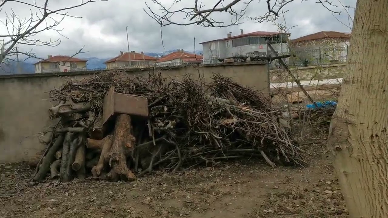 Bağ budamaya başlıyoruz