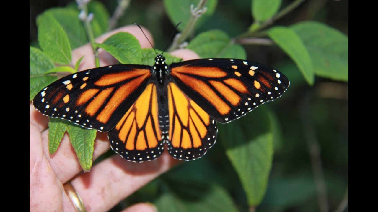Butterfly Host Plants: Milkweed & Monarchs -- SoCalNPG -- Ep.27