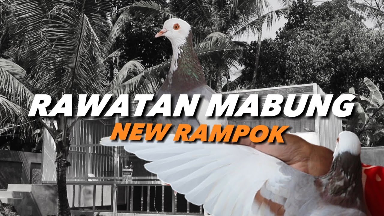 CARA MERAWAT BURUNG MABUNG DI KANDANG NEW RAMPOK!