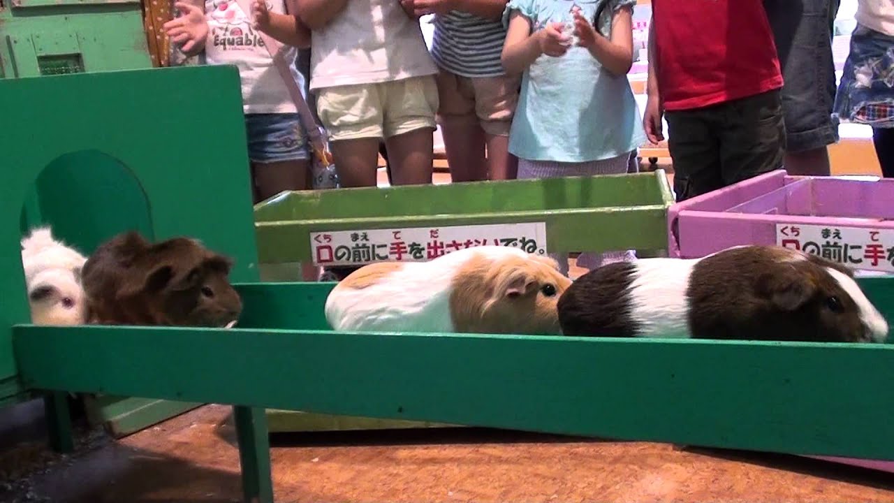 モルちゃんの大行進in羽村市動物公園