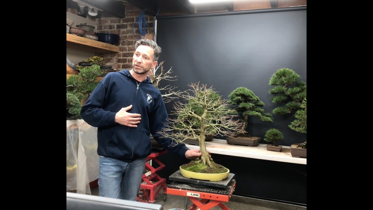 Preparing Your Bonsai for Spring