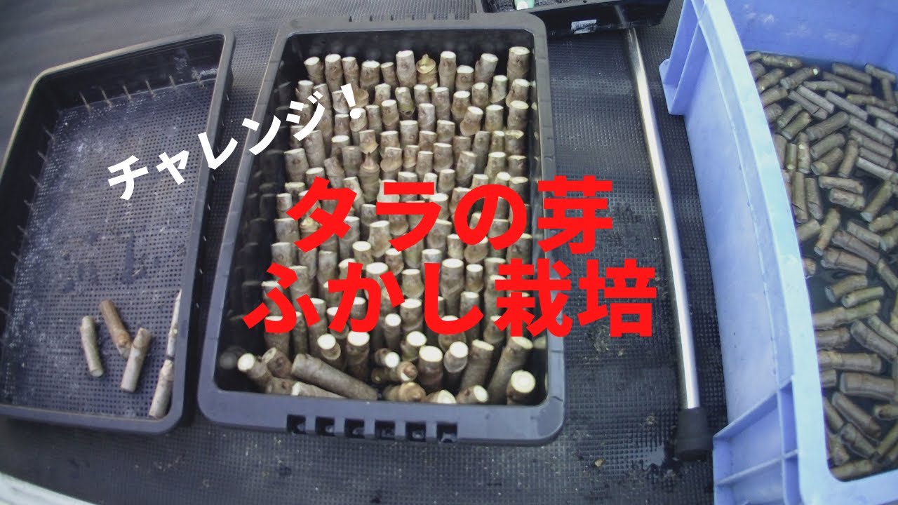 タラの芽ふかし栽培にチャレンジ！