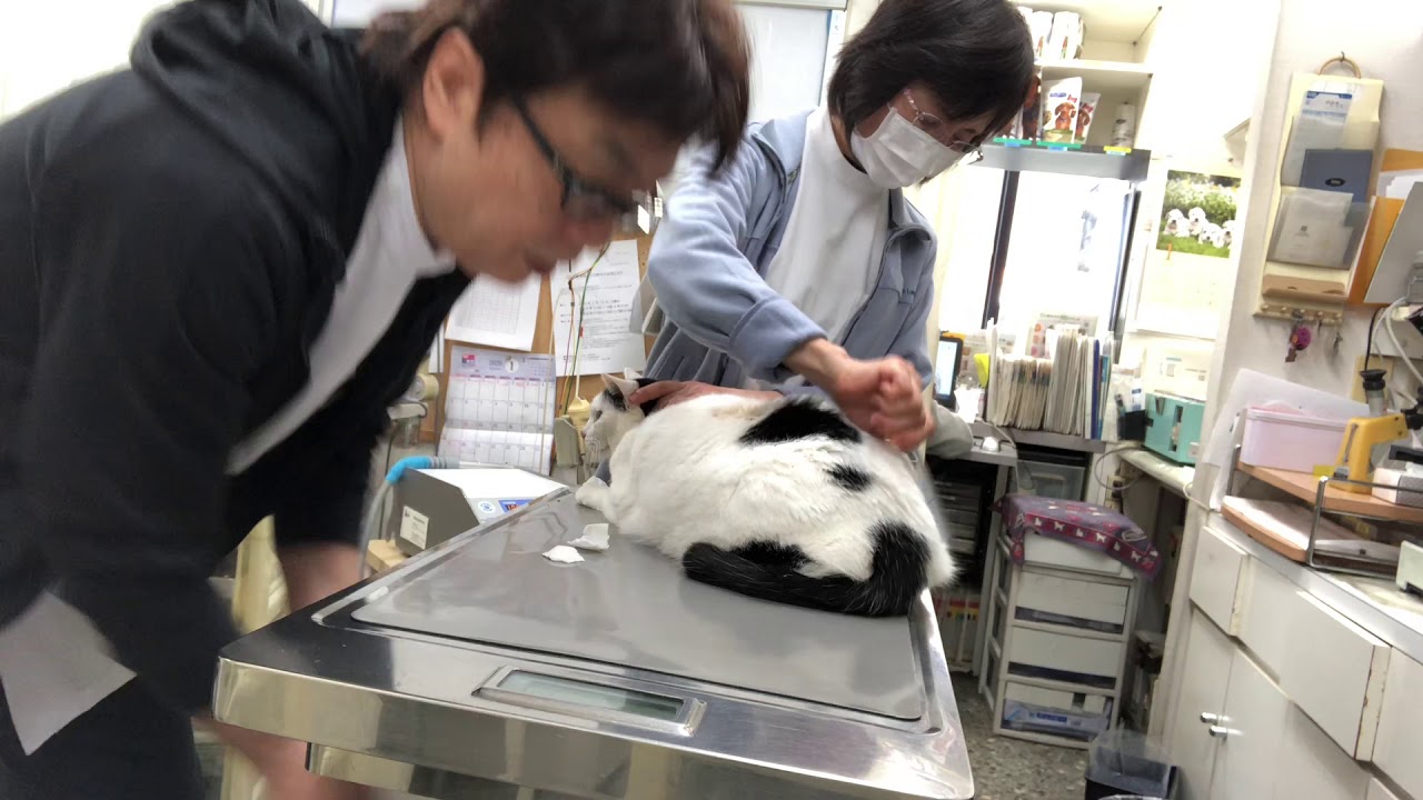 【肛門腺の絞り方】猫の場合