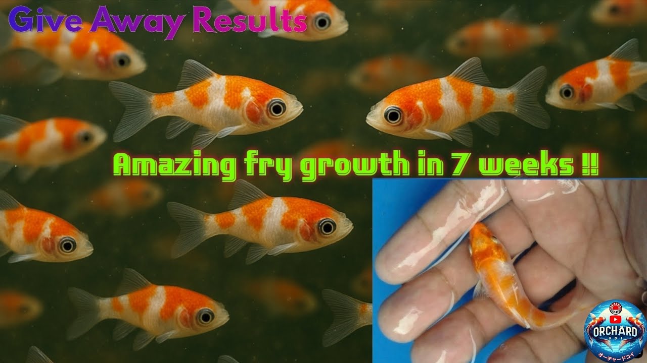 Insane Japanese Koi Fry Growth!