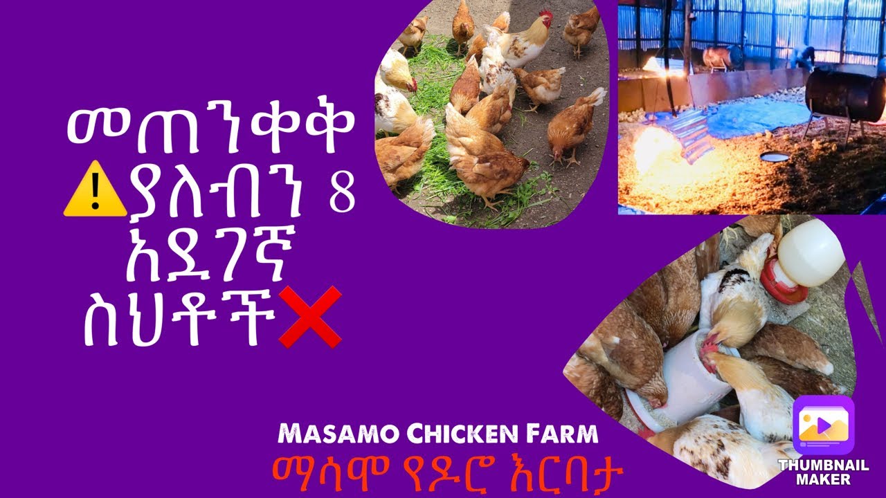 የዶሮ አርቢዎች ❌ የሚሰሩዋቸው 8 አደገኛ ስህቶች‼️