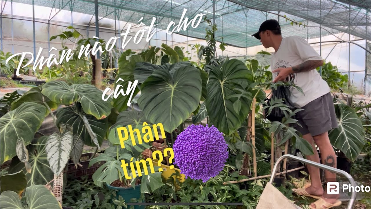 Phân bón đơn giản, dễ mua dành cho Kiểng Lá