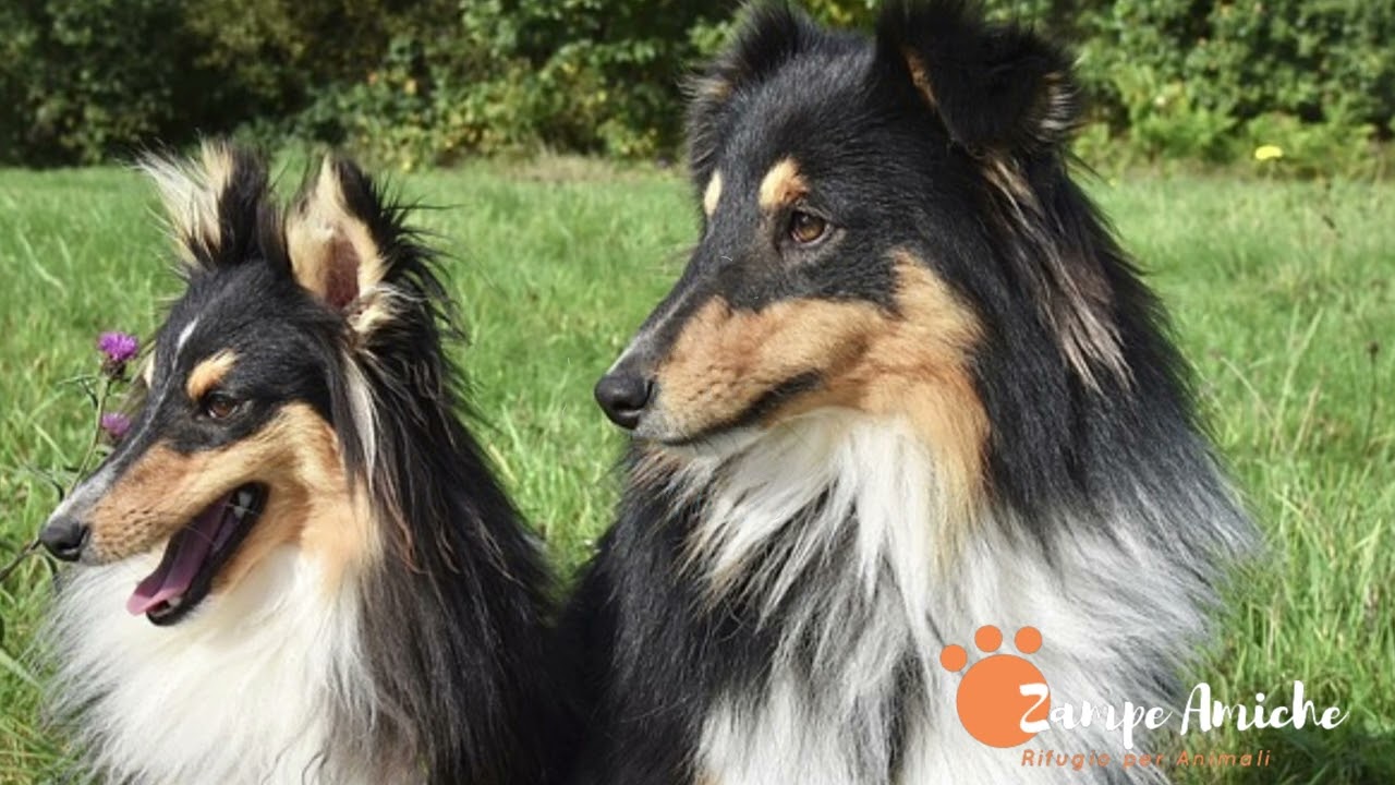 Pastore delle Shetland  Il Cane Perfetto per Tutte le Famiglie  👉 Scopri il Perché!