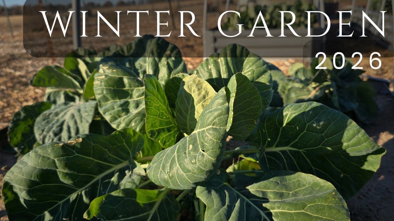 January Garden | Hoop House Garden