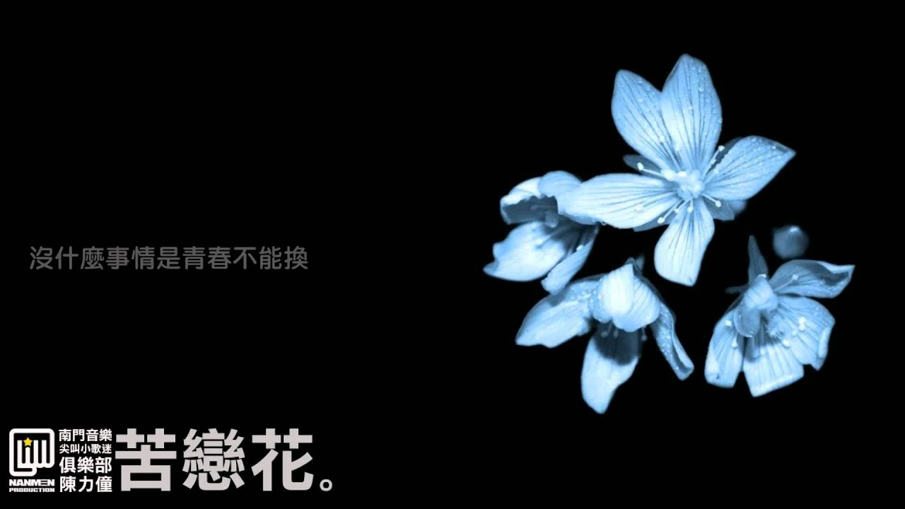 南門音樂 陳力僮 - 苦戀花