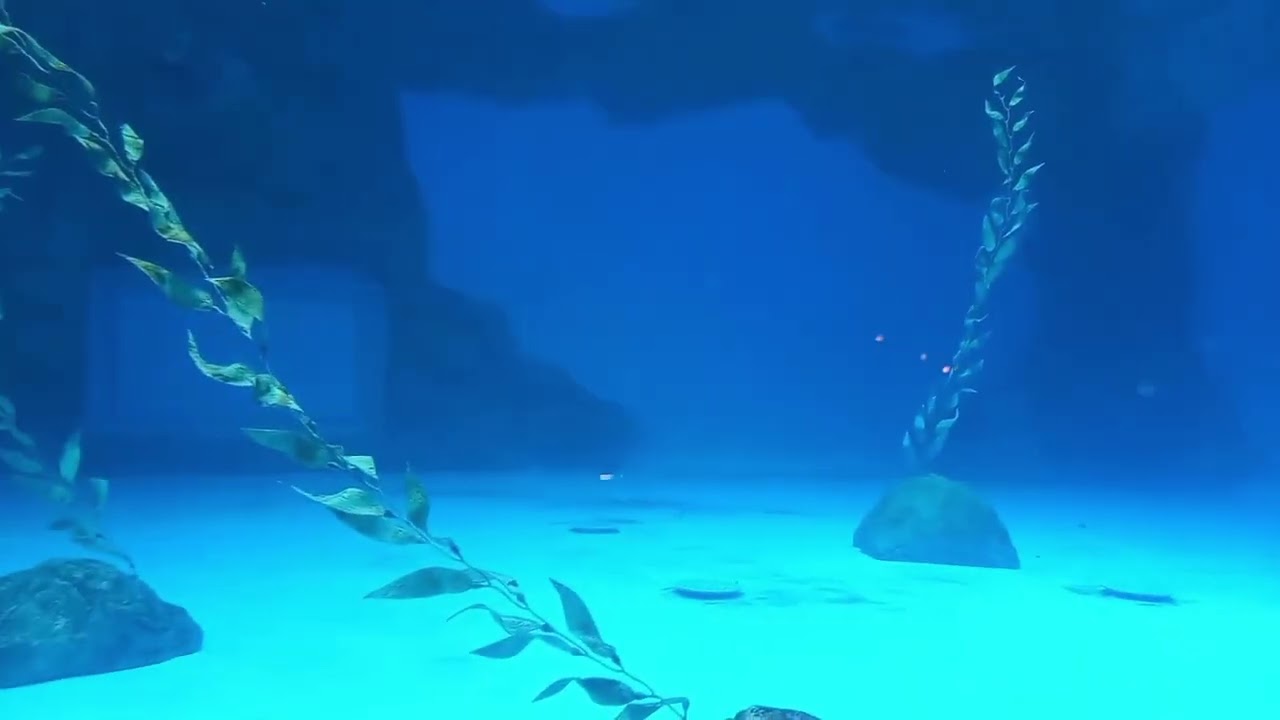 海洋公園#1 #下集 