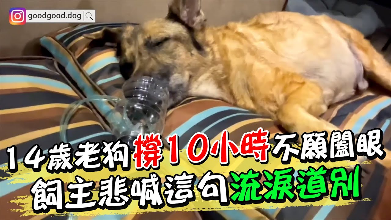 14歲老狗撐10小時不願闔眼 飼主悲喊這句流淚道別｜ 天編推播@中天新聞CtiNews