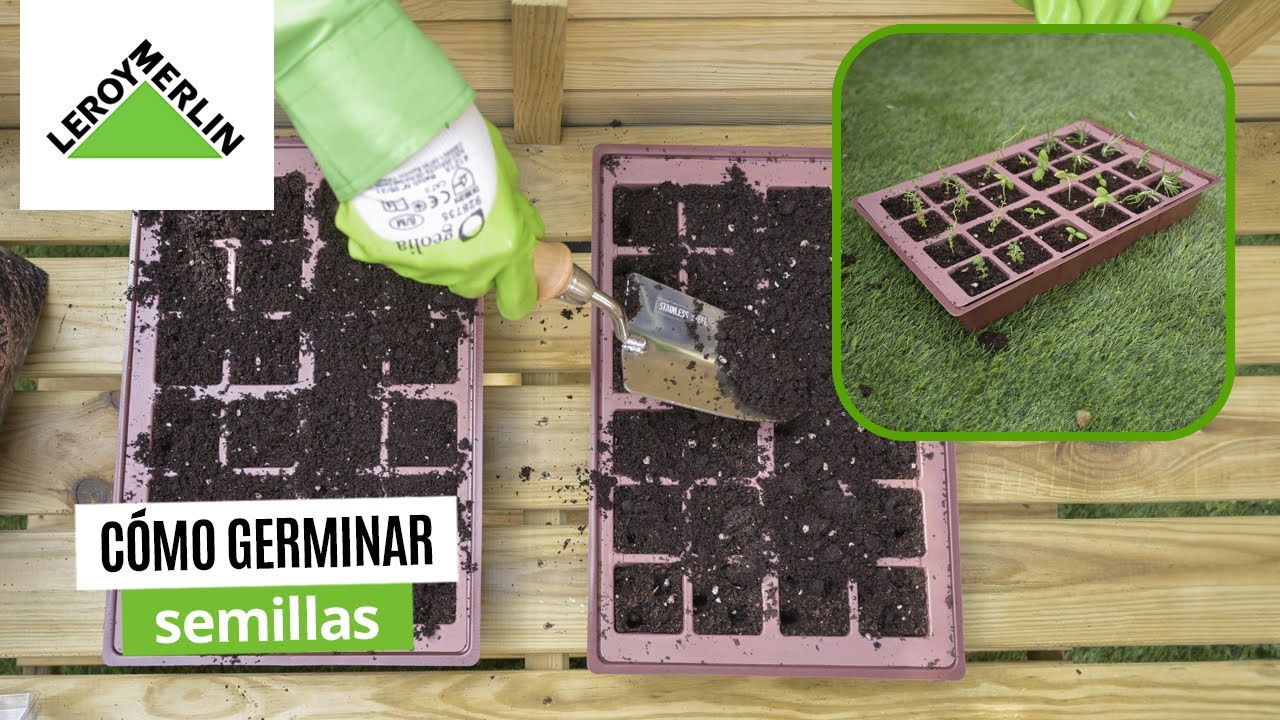 C&oacute;mo germinar semillas | LEROY MERLIN