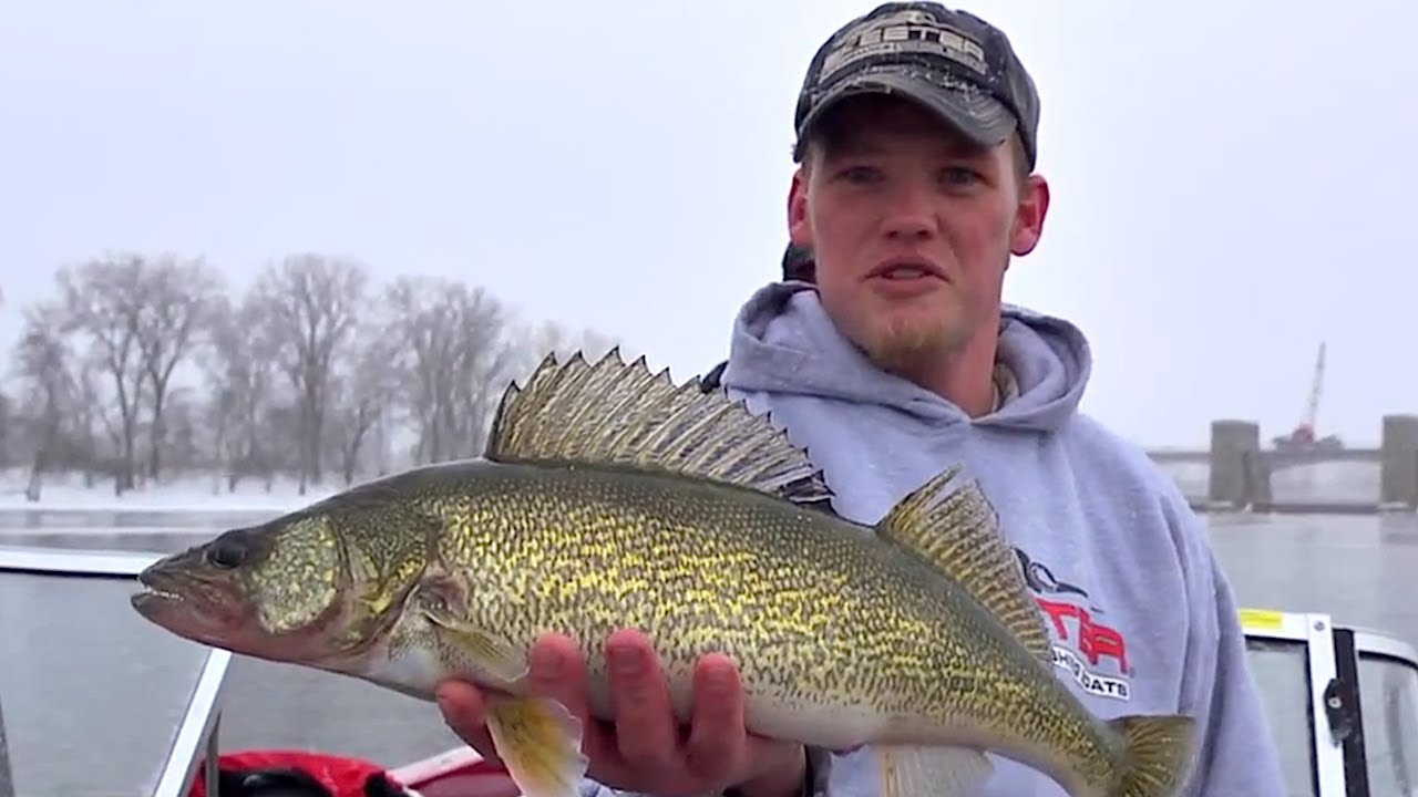 Walleye on the Mississippi River at Red Wing, MN -- 