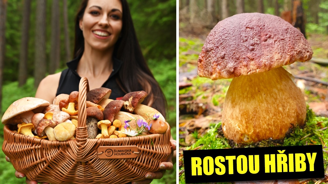 Rostou hřiby borové, křemenáč smrkový, muchomůrka růžovka záměna, hřib dubový