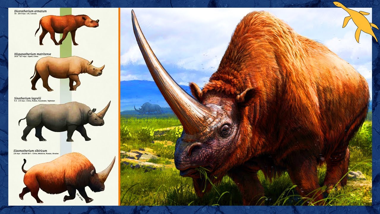 ORIGEM e EVOLUÇÃO dos RINOCERONTES (Rhinocerotoidea)