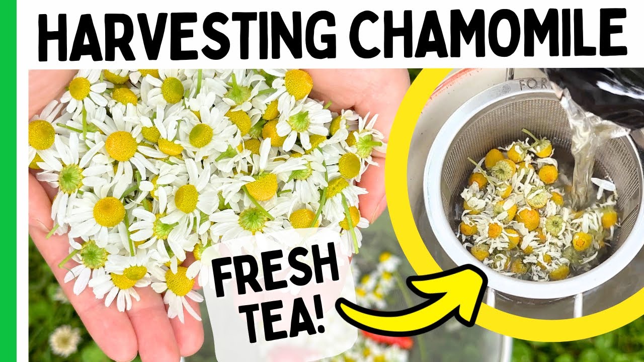 Harvesting Chamomile Flowers (Make Homemade Tea)