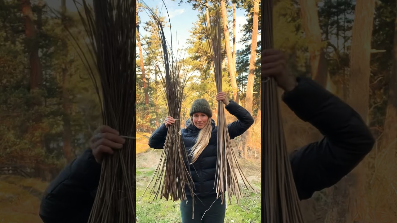 Where do I get willow for basketry?