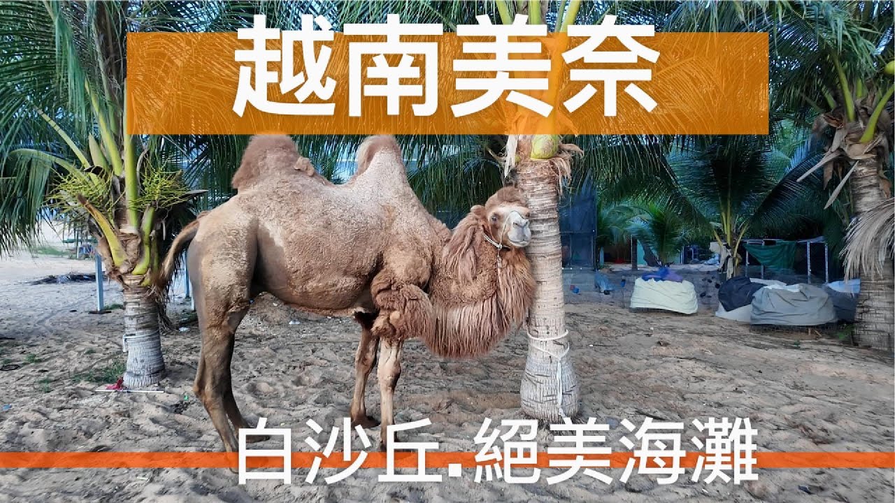 美奈白沙丘越野飆車，絕美沙灘踩點，好吃海鮮大餐推薦 (越南旅行/胡志明/胡志明旅行/自由行胡志明/越南攻略/越南vlog/胡志明vlog)