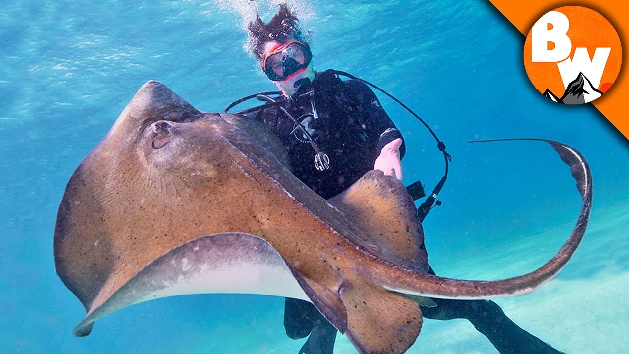 Sting King of the Deep!