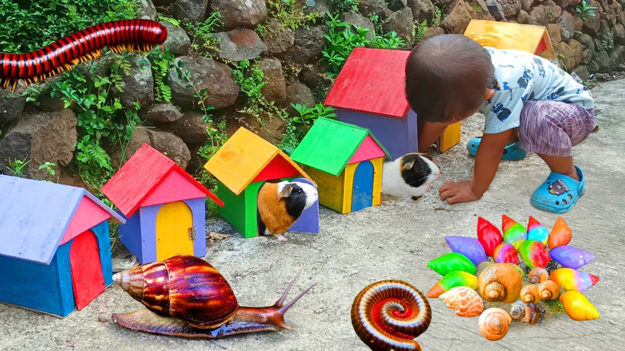 Petualangan Seru di Kebun: Menemukan Keong, Bekicot, Luwing Kaki Seribu, dan Kepiting!