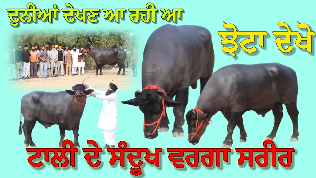 ਦੂਰ ਦੂਰ ਤੋਂ ਲੋਕ ਦੇਖਣ ਆ ਰਹੇ ਆ,, ਇਸ ਝੋਟੇ ਨੂੰ,, ਐਸਾ ਹੈ ਕੀ ਇਸ??