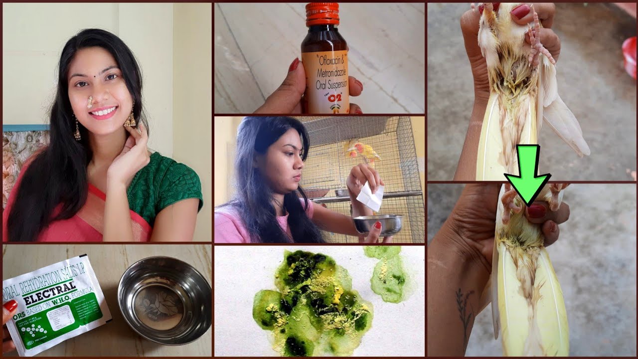 Bird's Diarrhea Problem & Solutions|| Diarrhea Treatment For All Birds