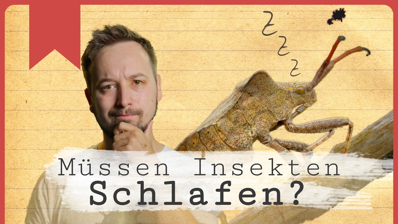 Was passiert, wenn Insekten schlafen?