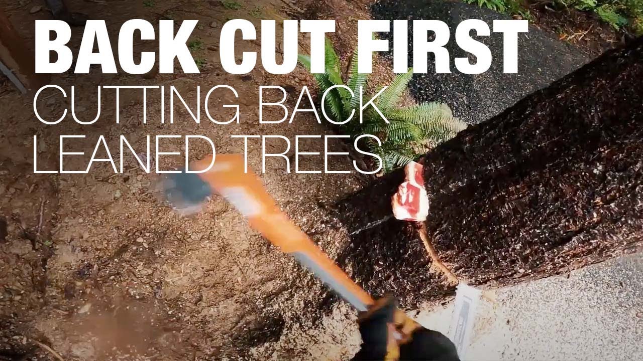 Back Cut First! Cutting Back Leaned Trees