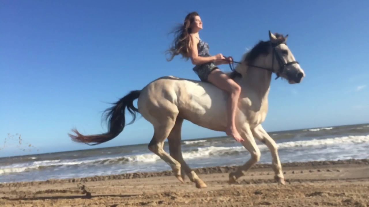 Running Horses on A Beach || CASTLE Mini Horse